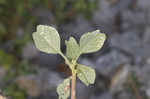 Purple amaranth